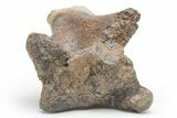 Fossil Dinosaur (Triceratops) Vertebra Pedicle - Montana #219117-4